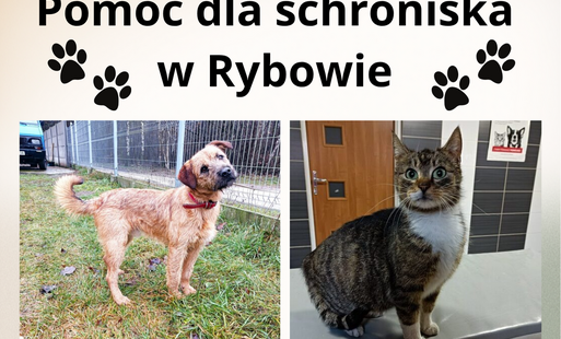 Zdjęcie do Pomoc dla schroniska w Rybowie